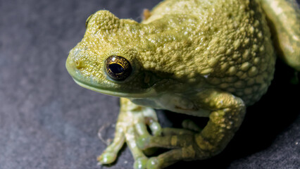 Frog goiania - brasil