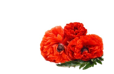 Red poppy flower isolated on white background, close up studio shot.