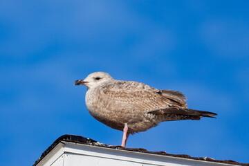 Young Herring gull sitting on the roof of a house on Lake Michigan