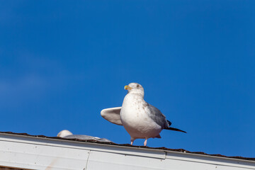 The Herring gull sitting on the roof of a house on Lake Michigan