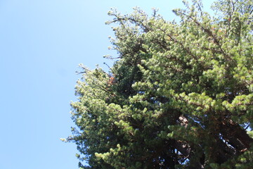 branches of a tree