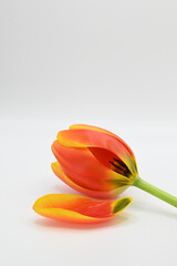 Orange tulip flower loosing its petal.