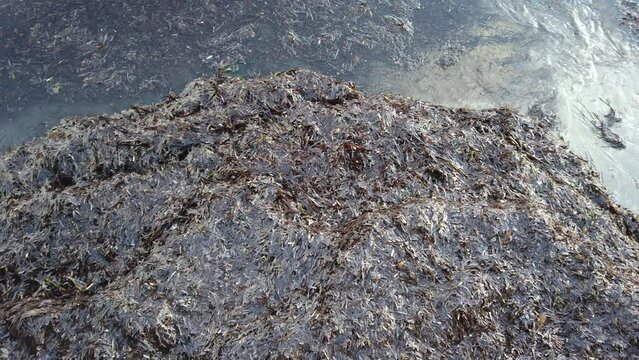 Piles and piles of seaweed wash ashore on the beaches of Cyprus each year, waves push the seaweed up on land.
