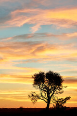 Fototapeta na wymiar sunset on the tree