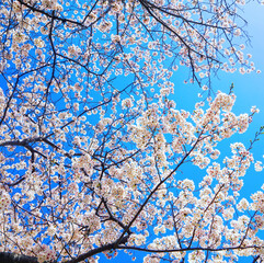 cherry blossom in spring
