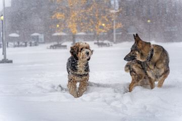 Dogs in snow