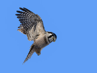 Northern Hawk Owl Landing in Winter on Blue Sky