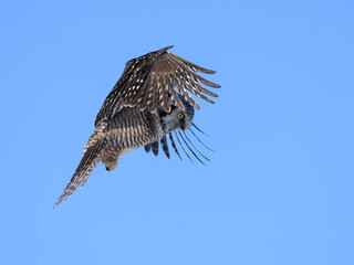 Northern Hawk Owl Landing in Winter on Blue Sky