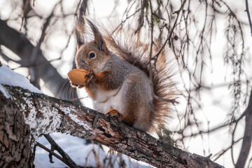 The squirrel with nut sits on tree in the winter or late autumn