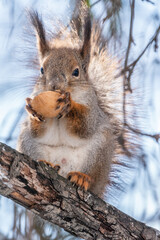 The squirrel with nut sits on tree in the winter or late autumn