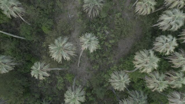 Parque Nacional El Palmar National Park Entre Rios Argentina Drone 4k