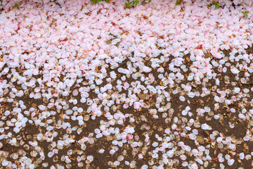 地面に落ちた沢山の桜の花びら