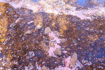 水面に浮かぶたくさんの桜の花びら