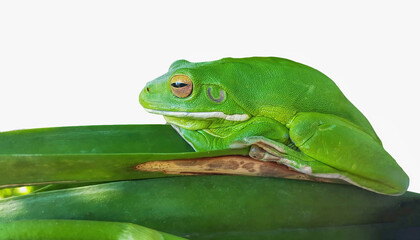 green frog camouflaged