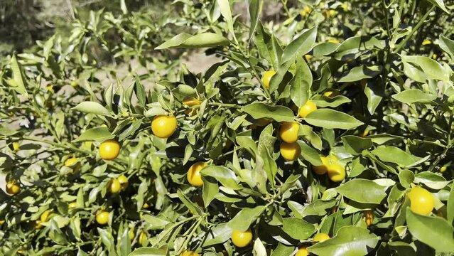 fresh Kumquat Citrus japonica on the tree in Karatsu, Japan