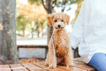 公園で散歩する犬（お座り）

