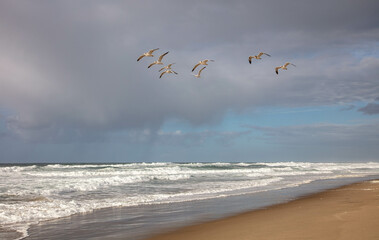 Seagulls Over Horsfall Beach