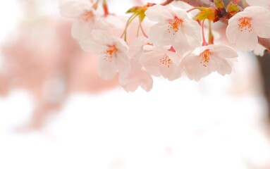 Pink cherry blossom on white background.
Sakura flowers in Japanese garden.