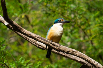 Fototapeta premium kingfisher on a branch facing forward
