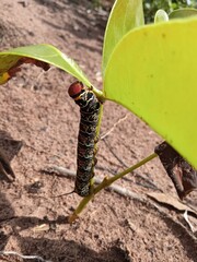 plant growing in soil