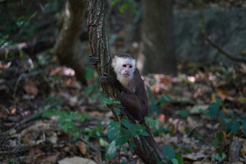 Monkeys climbed between the trees