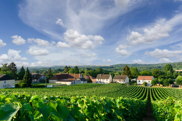 In the Champagne vineyards of Montagne de Reims, Reims, France, row vine grapes.
