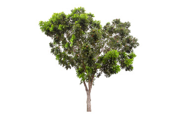 Clipping path of a large green tree isolated on a white background.