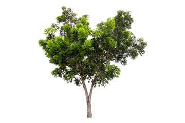 Fototapeta na wymiar Clipping path of a large green tree isolated on a white background.