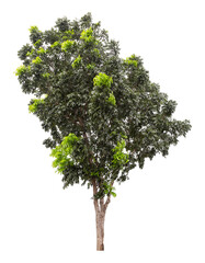 Fototapeta premium Clipping path of a large green tree isolated on a white background.