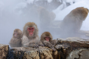SNOW MONKEY