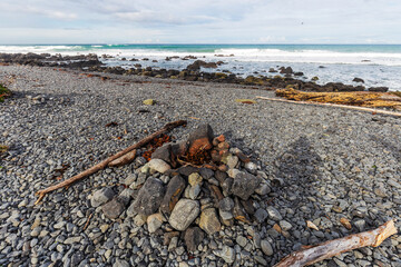 Branches and seaweed piled on the rocks in Cape Palliser coast, New Zealand