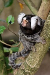 Marmoset Climbing Up a Tree, Cape Town, South Africa