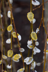 Spring has sprung 2