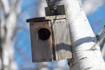 Birdhouse on birch tree