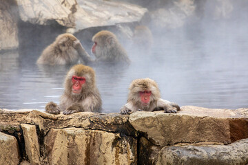 japanese macaque family