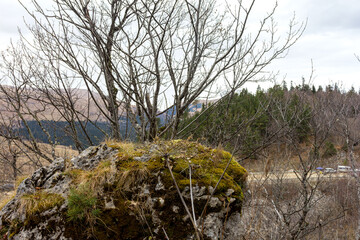 Late autumn in nature, dull time and cloudy sky, dull colors and the breath of winter, walking in...