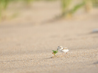 Piping plover fuzzit 2