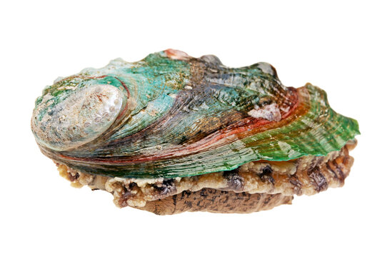abalone shells on a white background