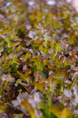 closeup to fresh Red Oak Lettuce in hydroponics system pipe