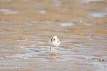 Piping plover on beach