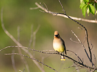 Cedar waxwing on branch