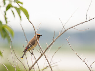 Waxwing in tree 1