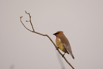 Waxwing in tree 2