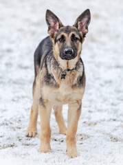 german shepherd dog in the snow