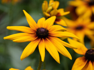 Black eyed Susans, 