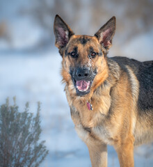 german shepherd dog on the snow