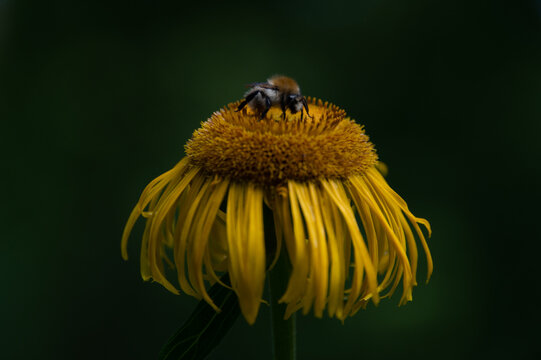 Honeybee on daisy