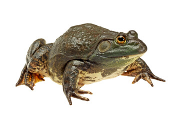 frog on white background