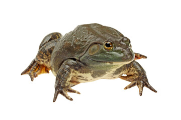frog isolated on white background