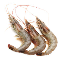 shrimps on a white background
